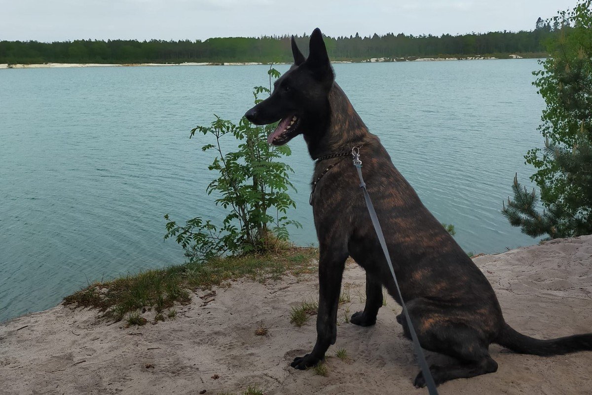 Ziko
