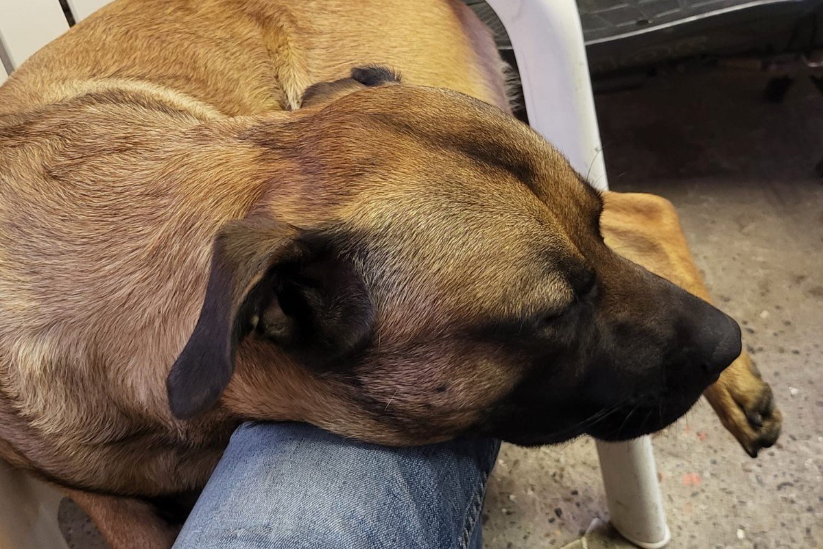 Buddy
