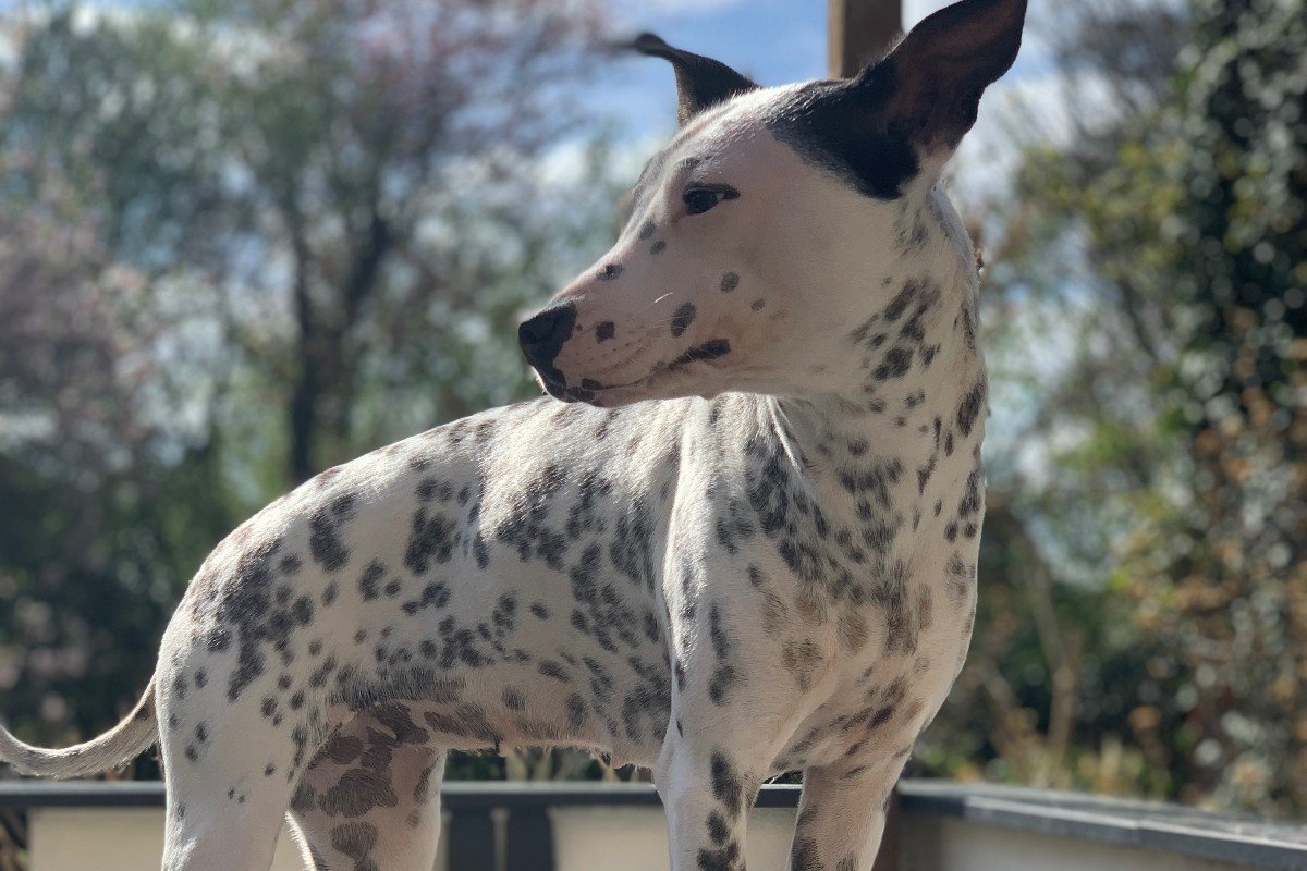 Wiskie (Trix)