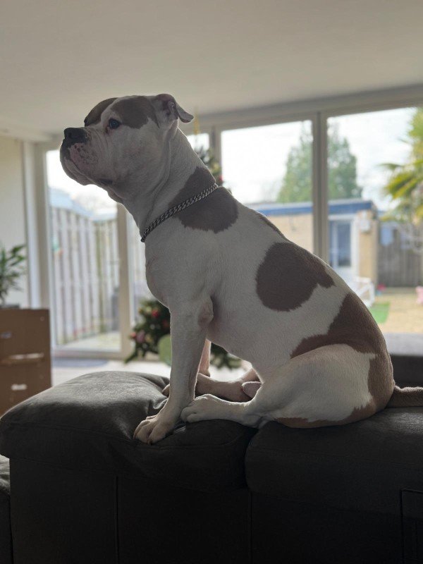 Milo
