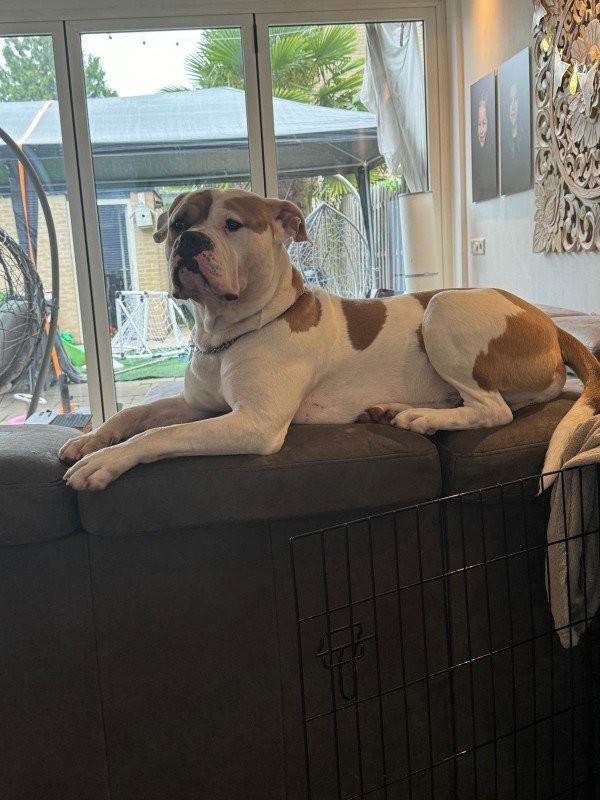 Milo