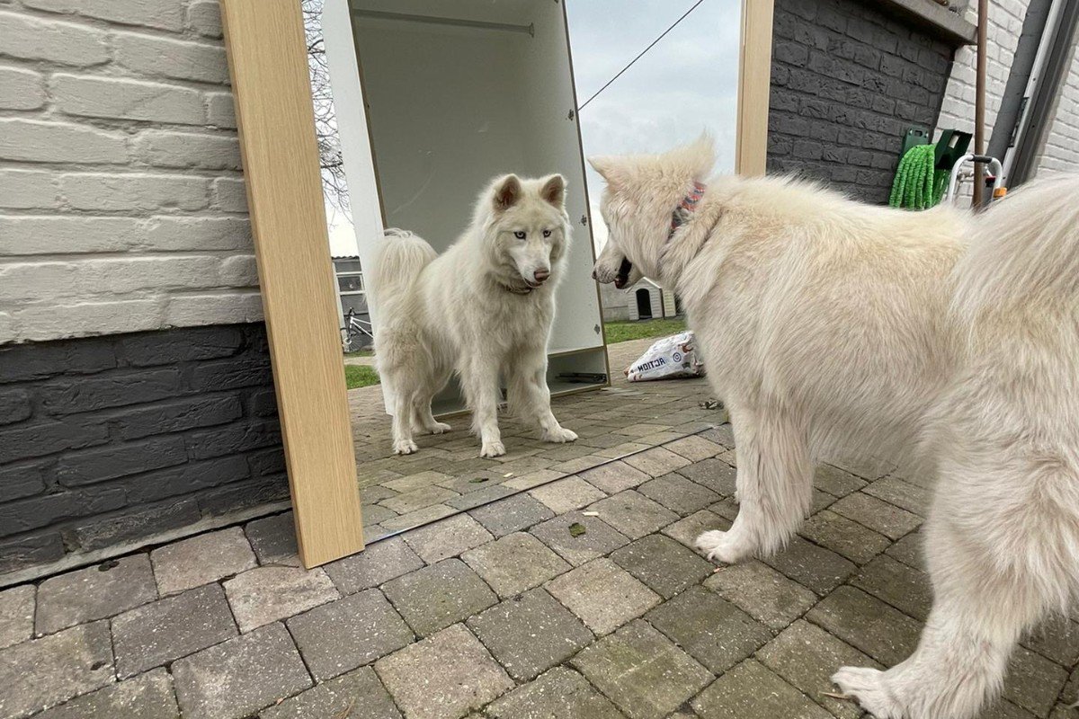 Mishka