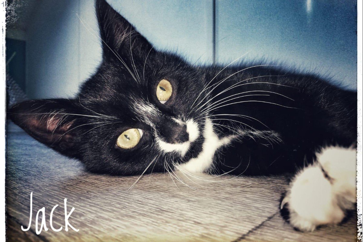 Jack