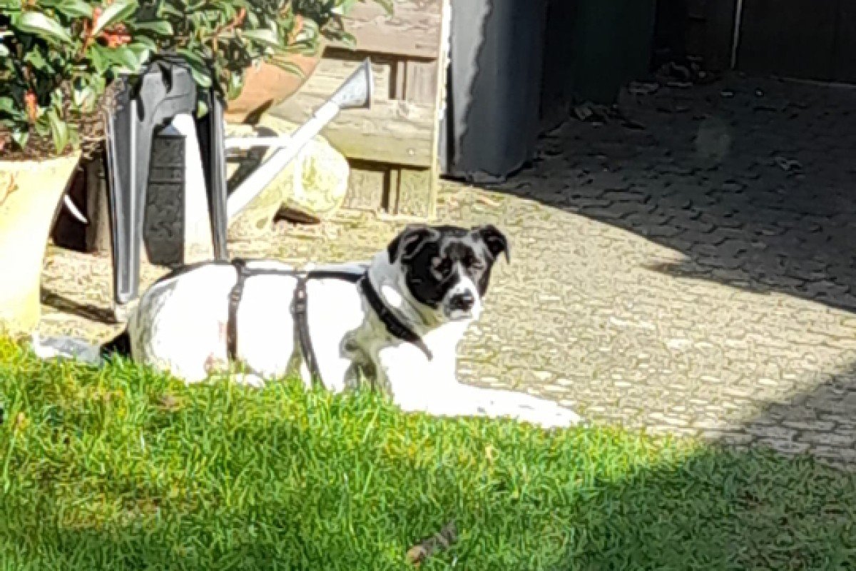 Odin