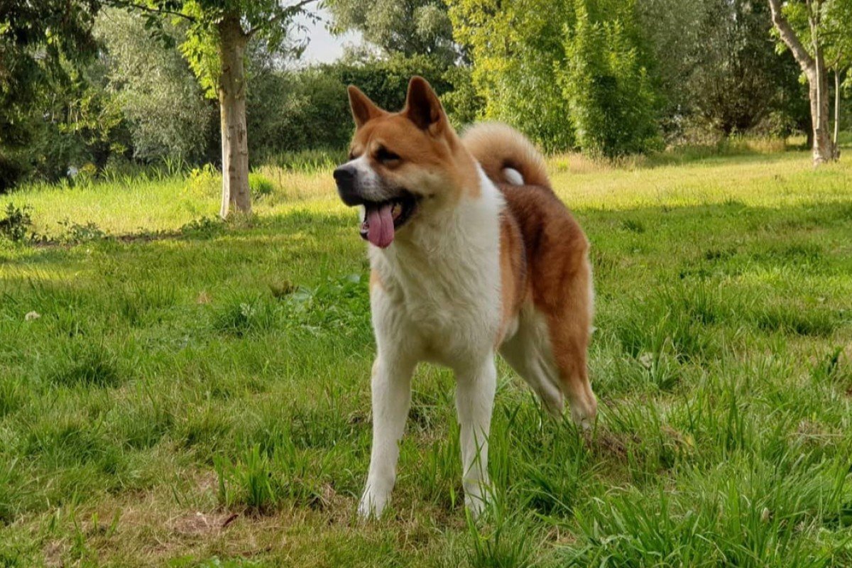 Hatchi