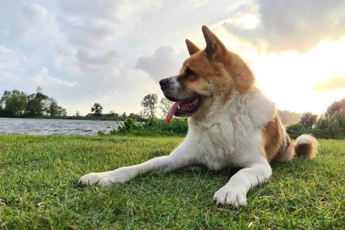 Hatchi