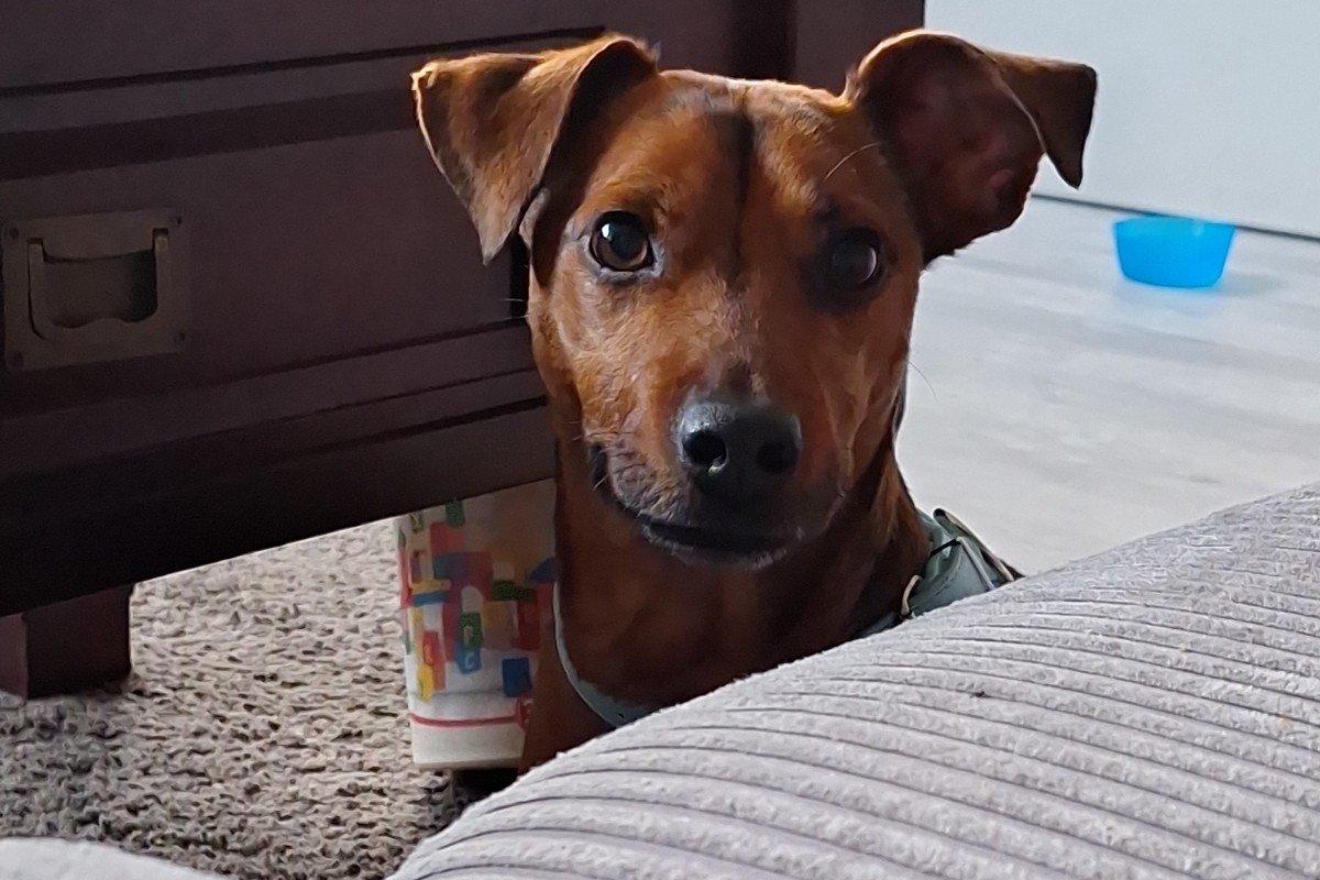 Brownie