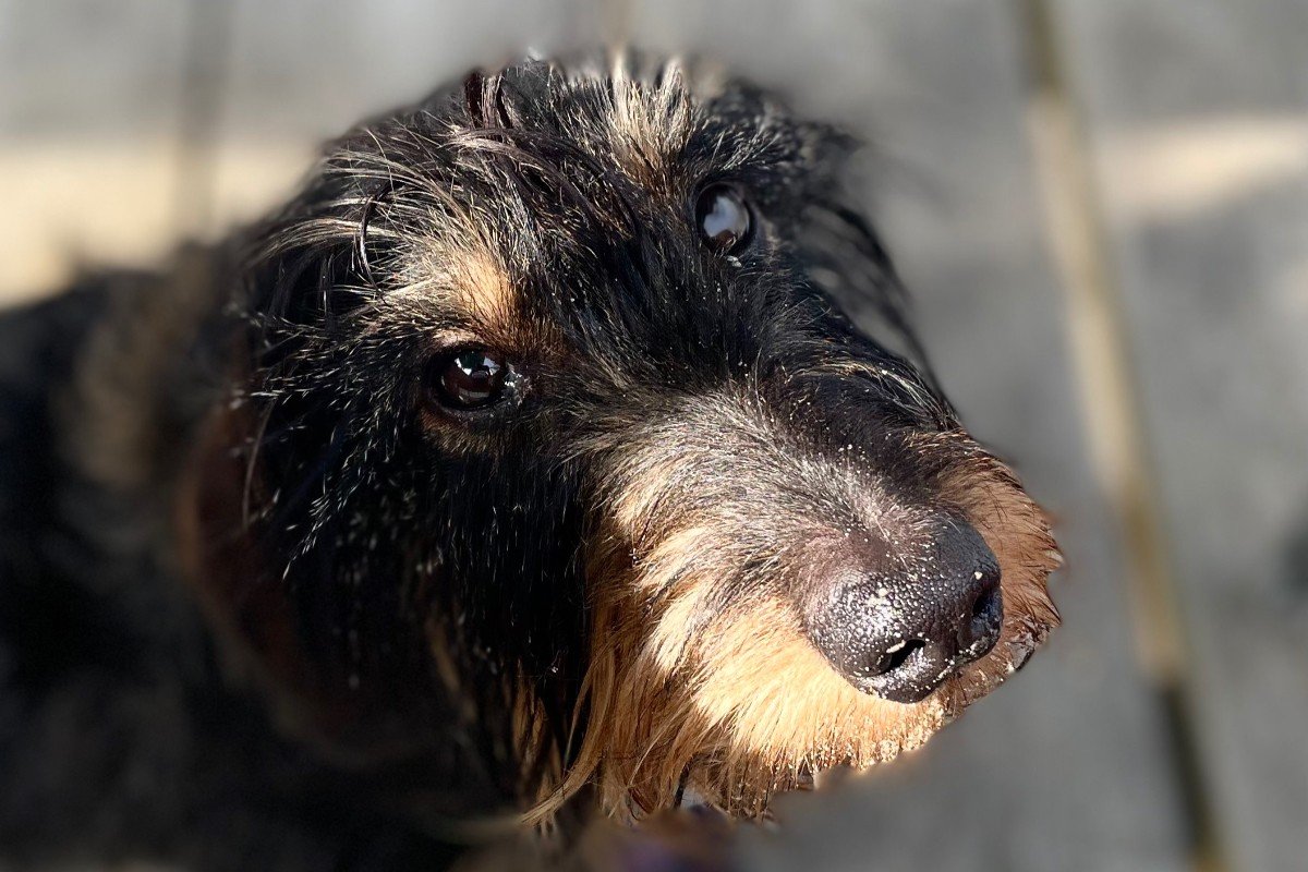 Sofie