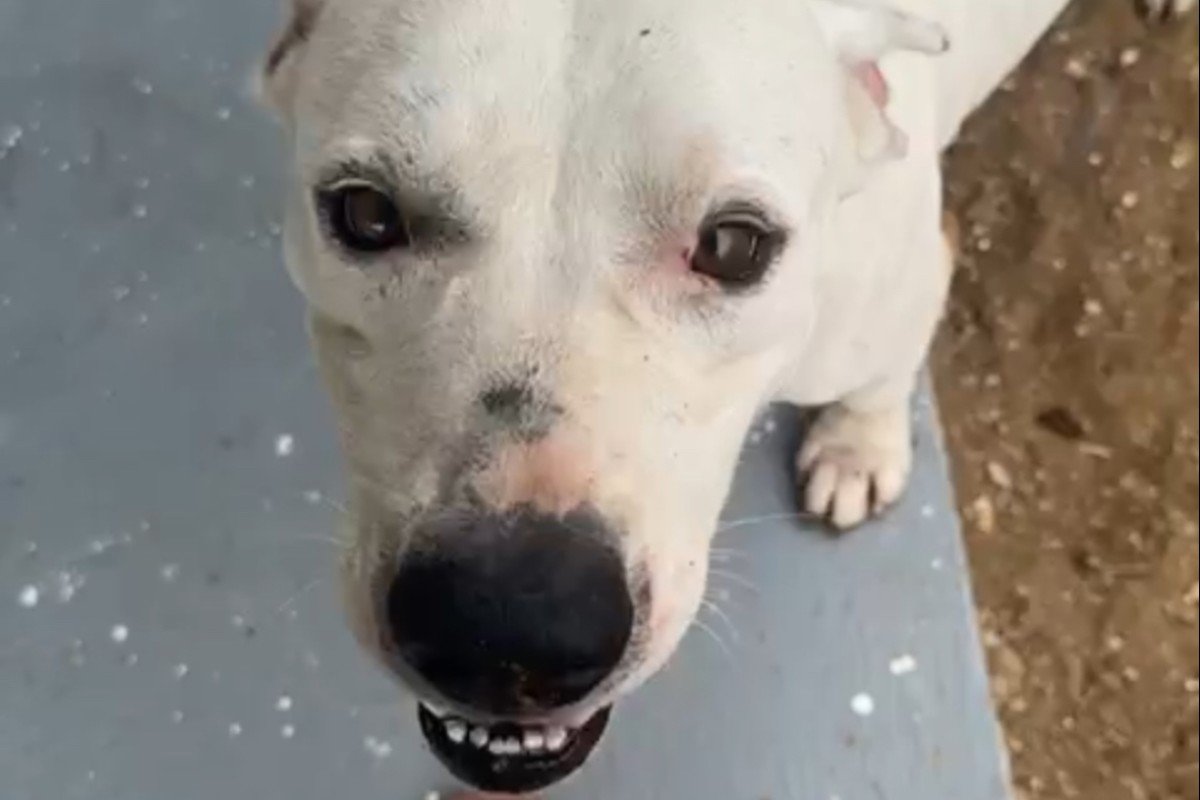 Blanco