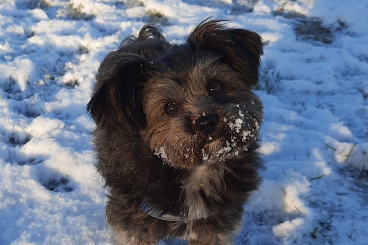 Pip