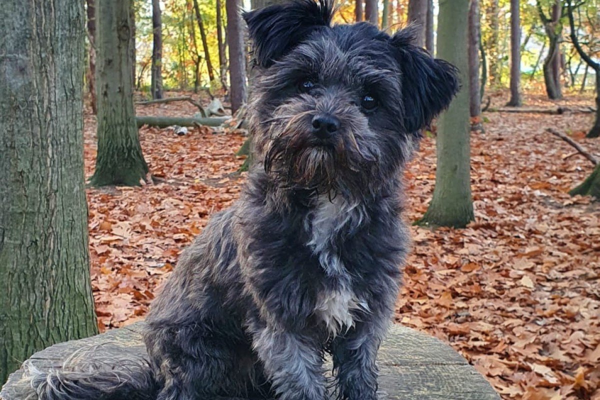 Pip