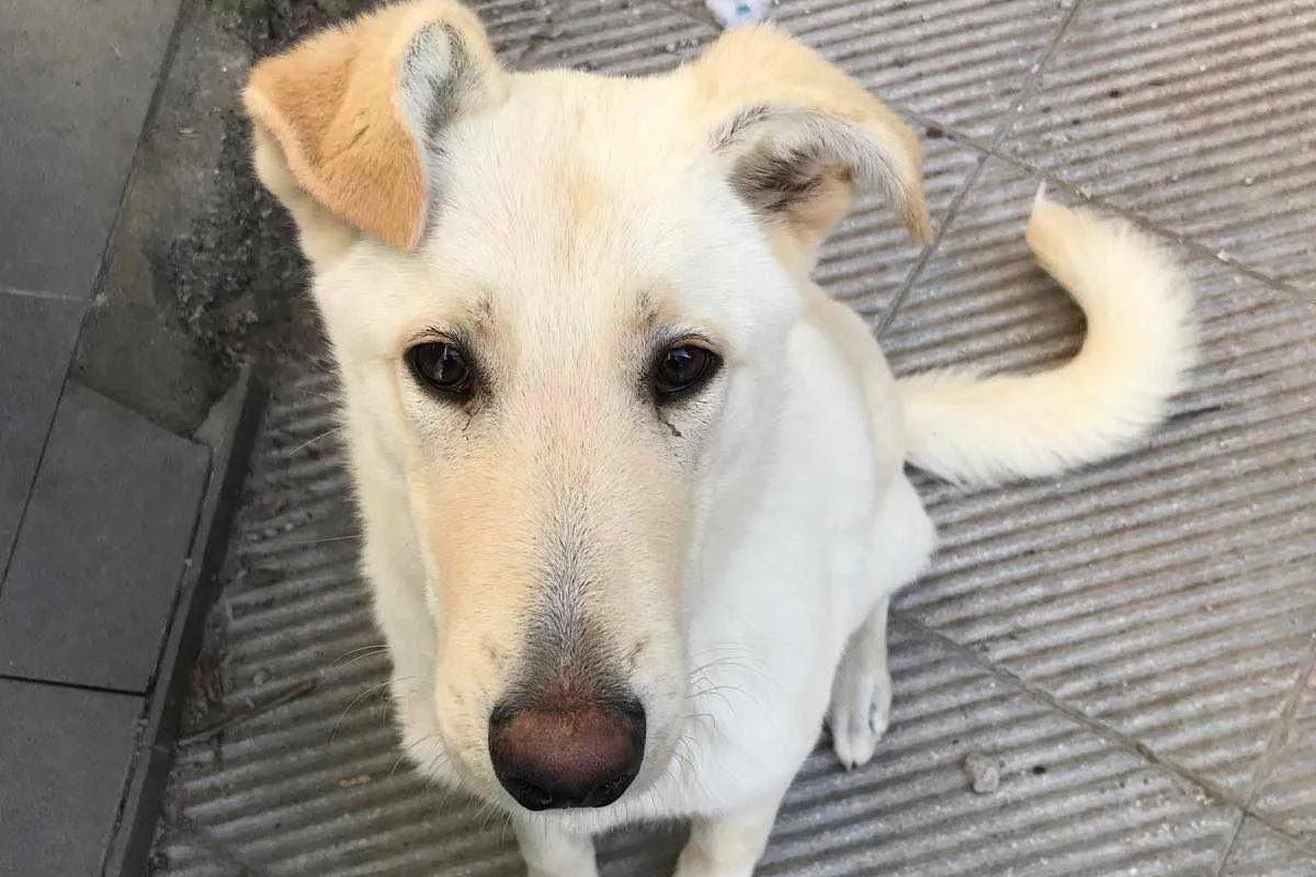 Milo