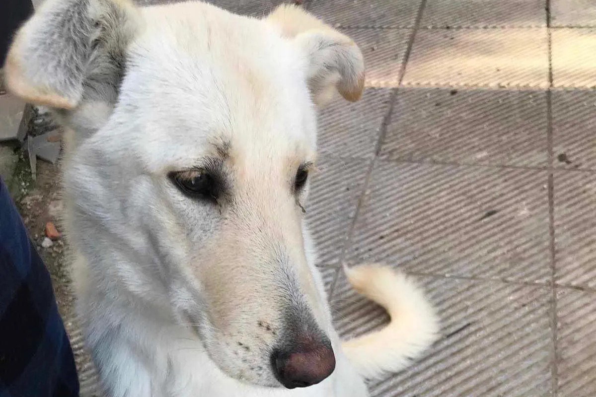 Milo