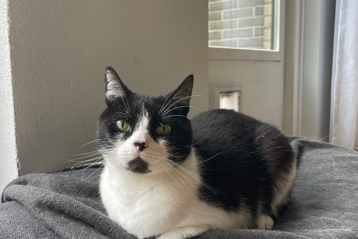 Binkie