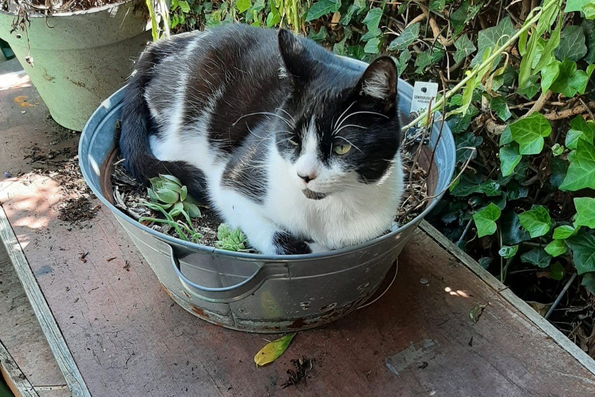 Binkie