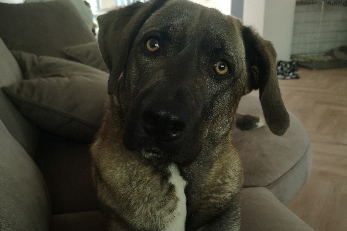 Nova