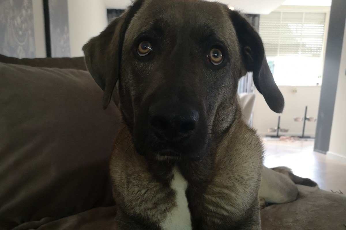 Nova