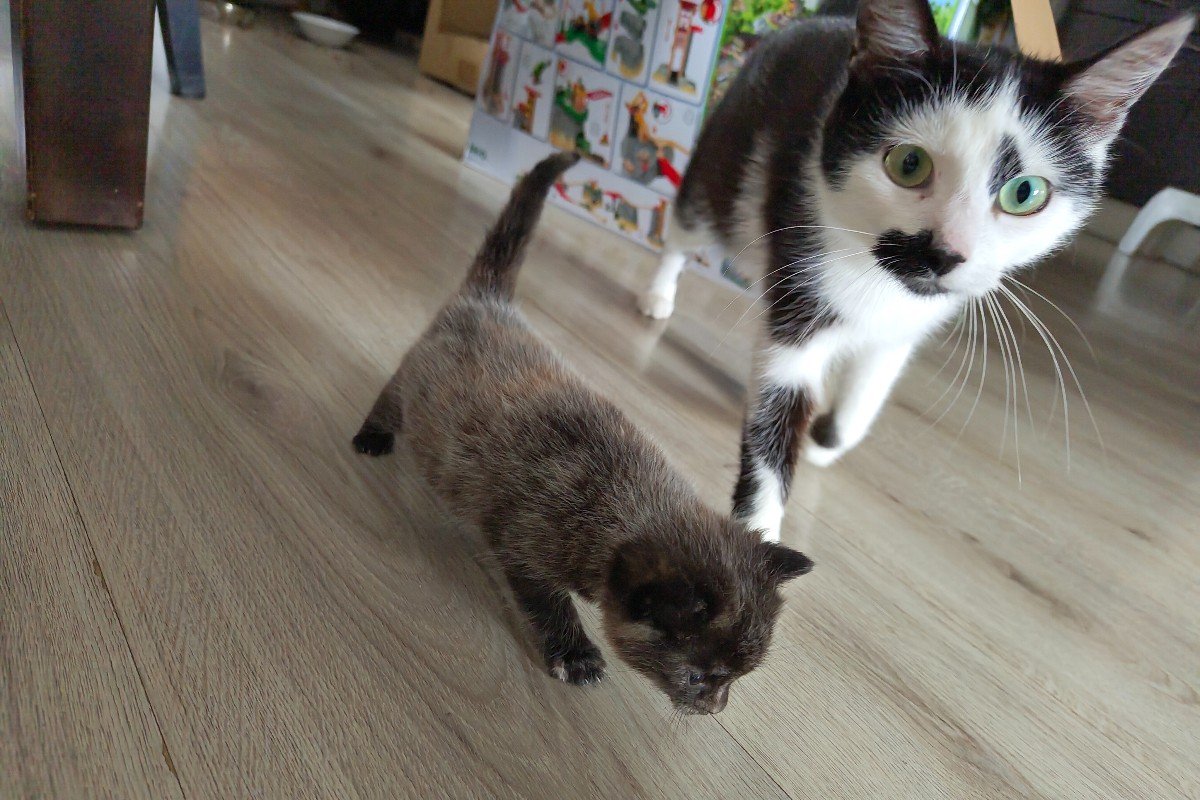 Poes