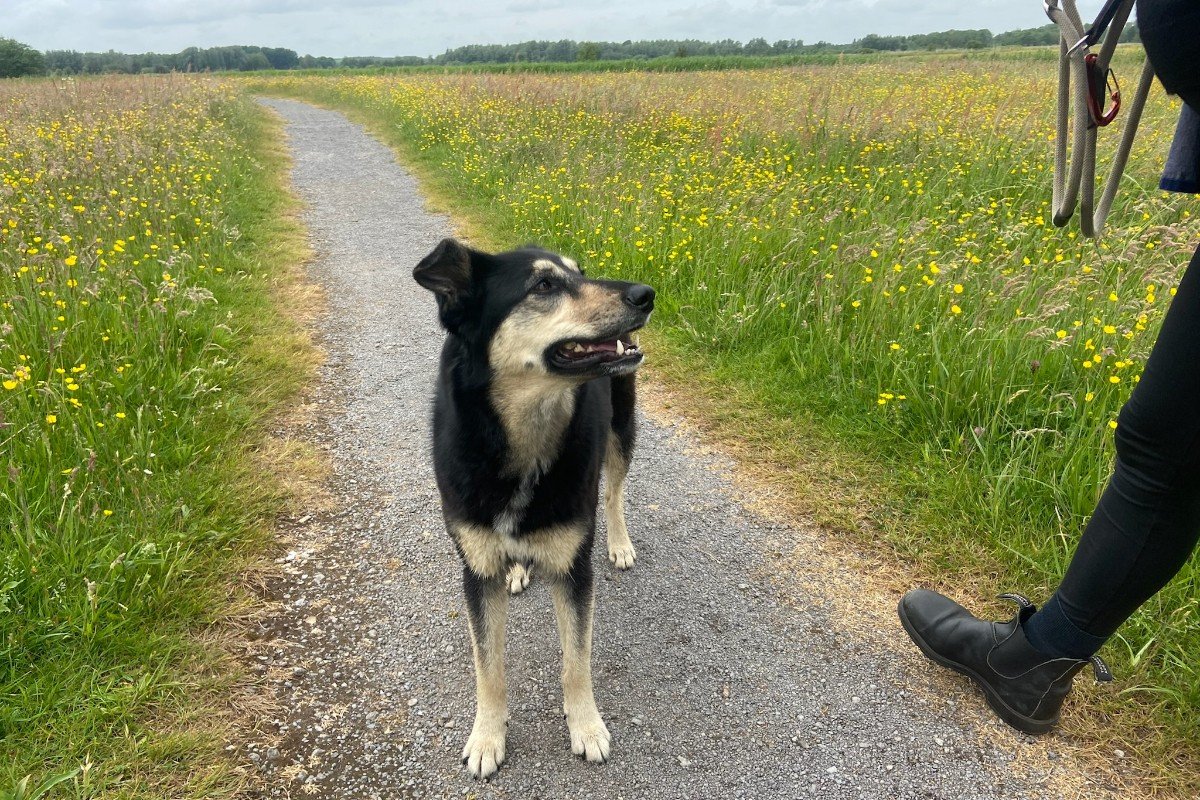 Sientje