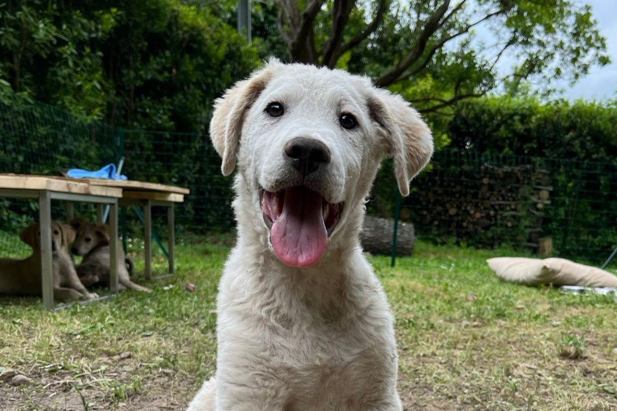 Koda