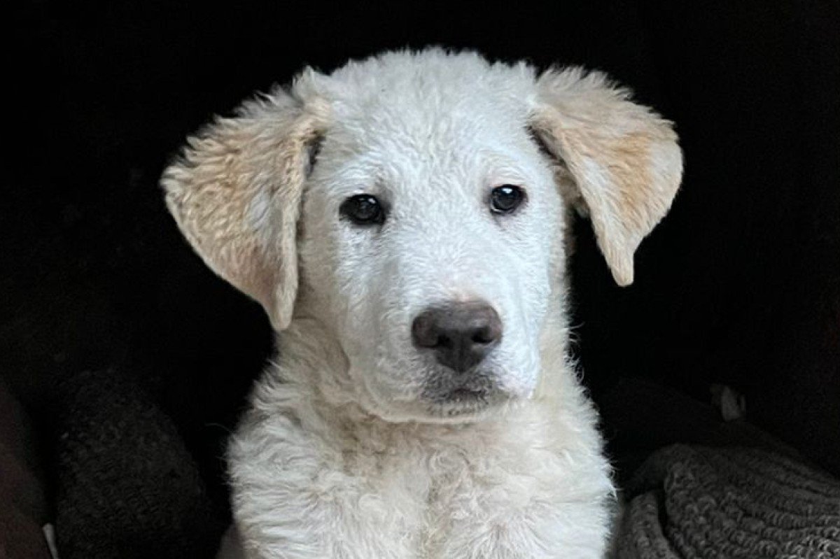 Koda