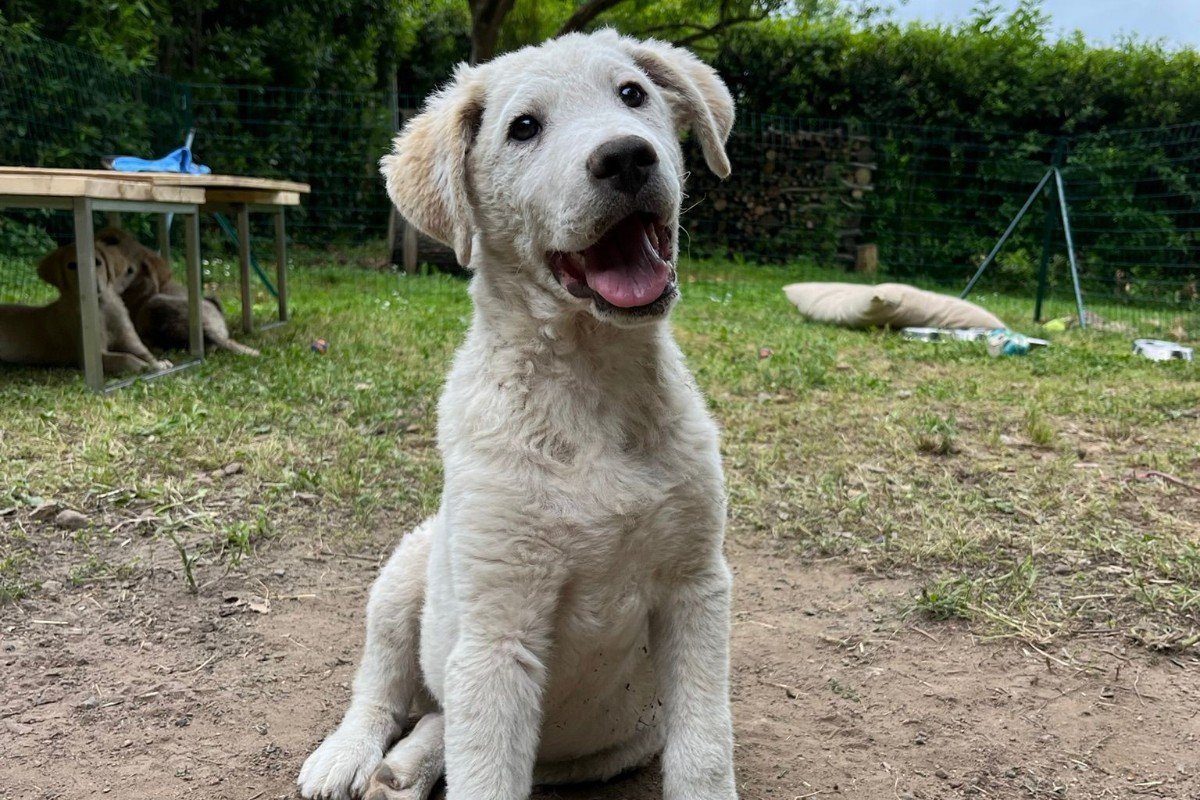 Koda
