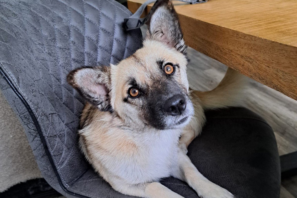 Jolie