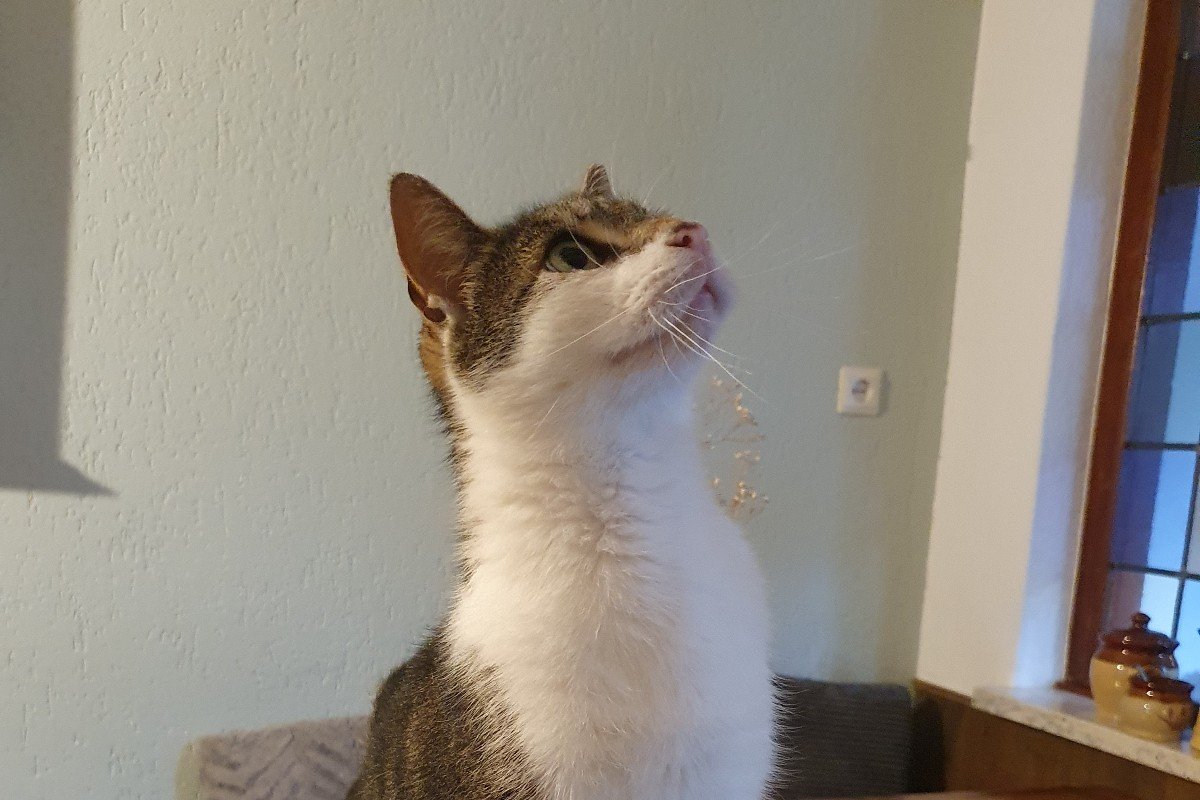 Peter