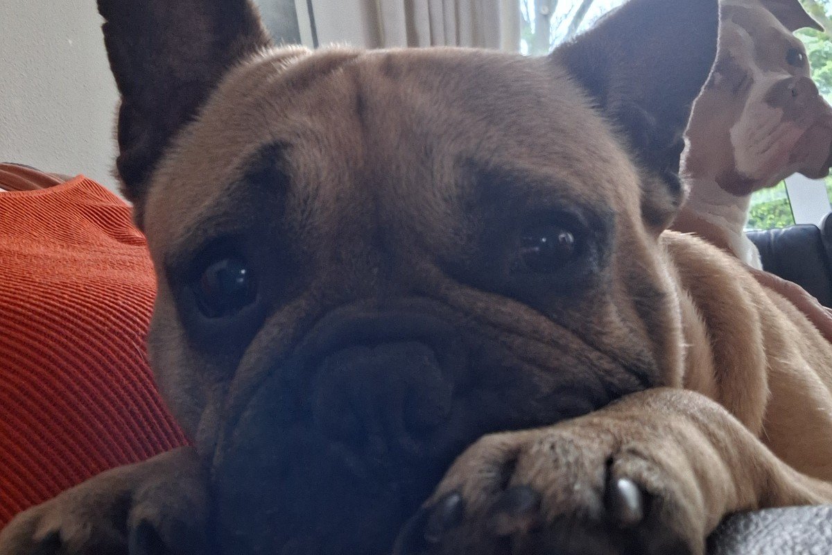 Mollie