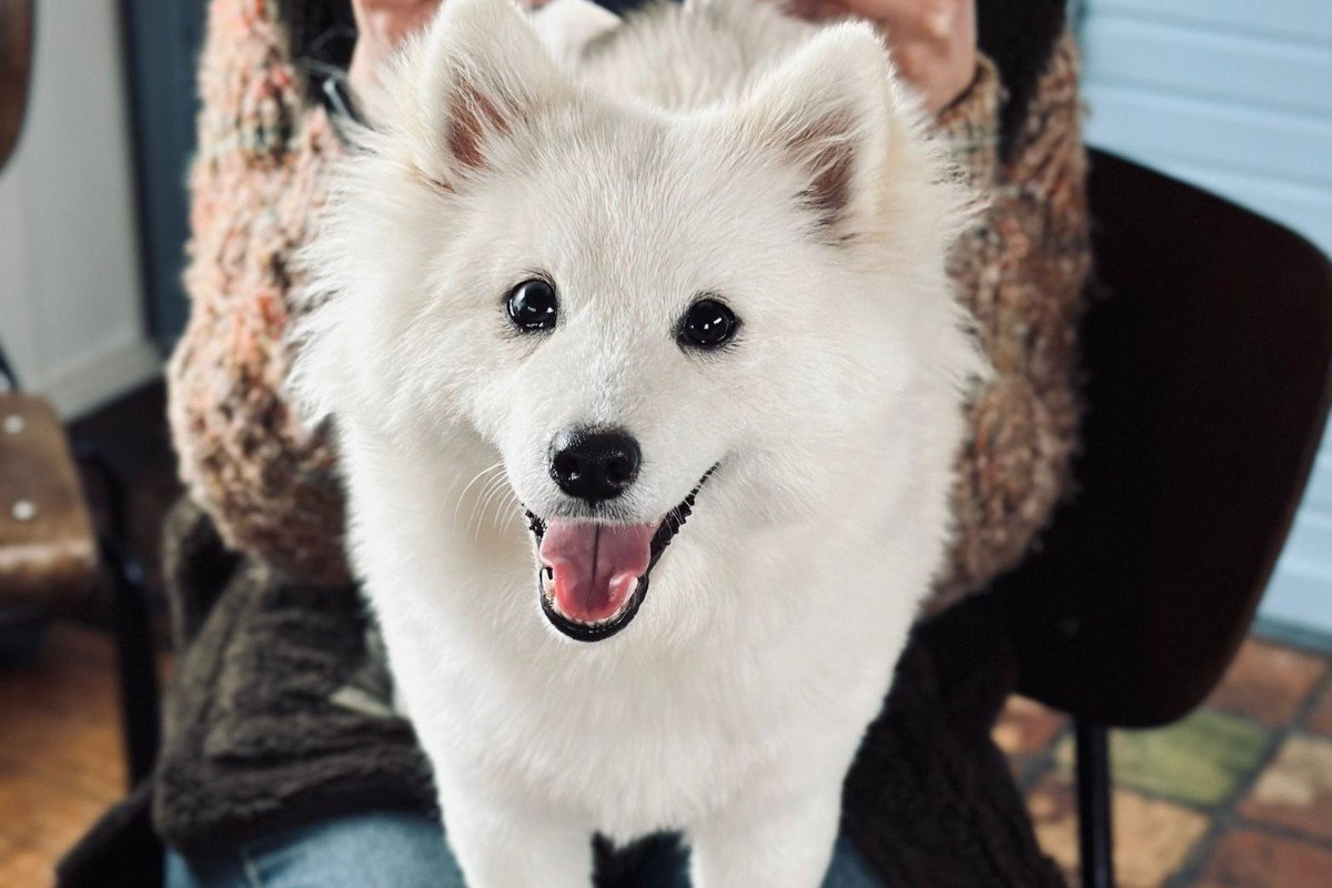 Taro