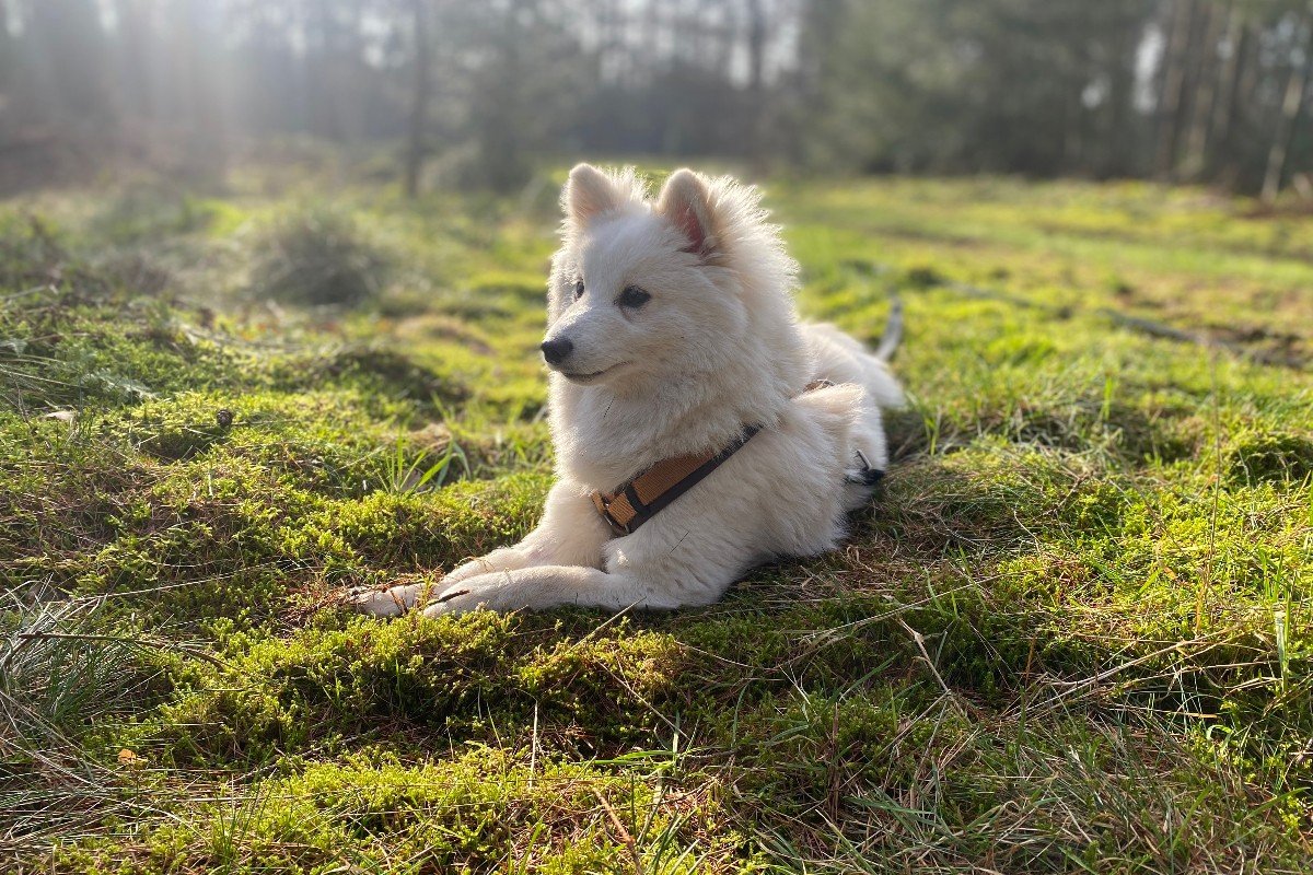Taro