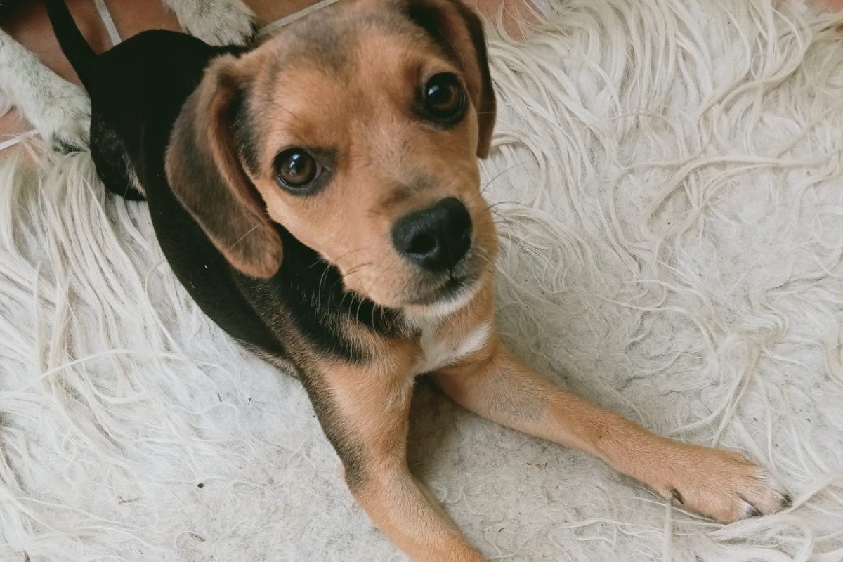 Pippi