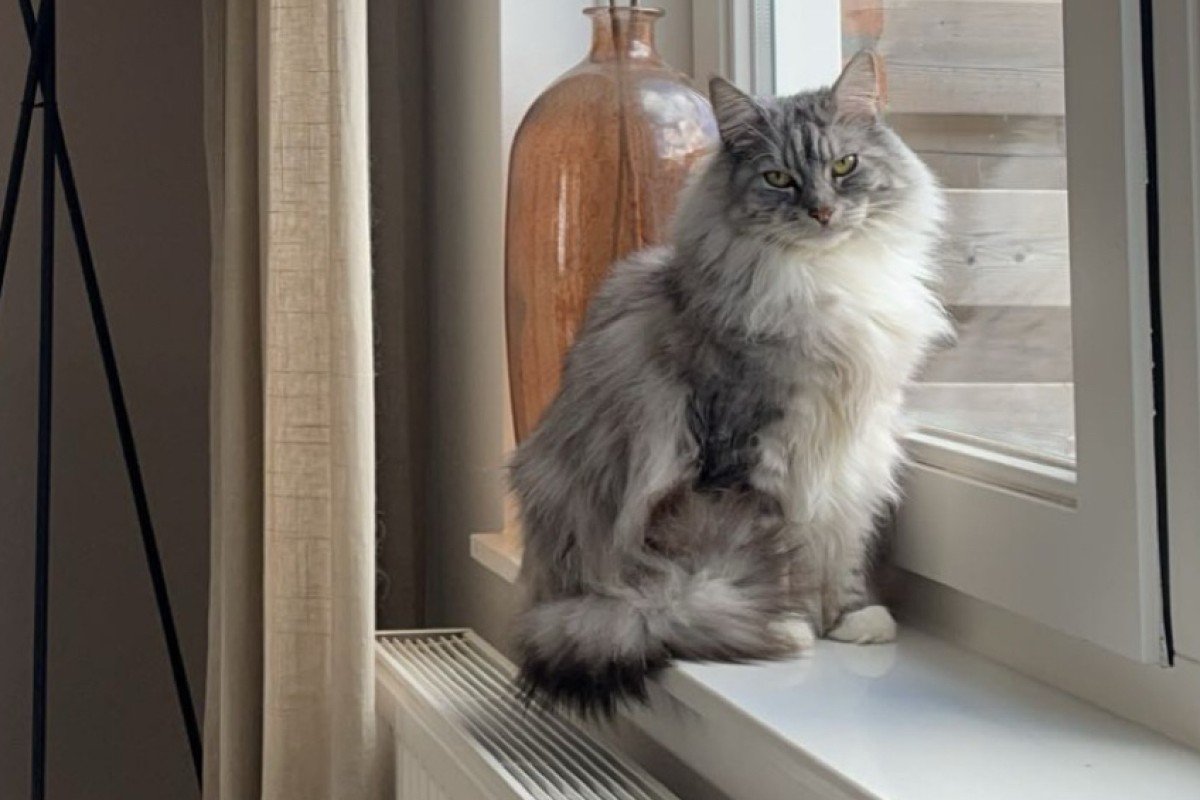 Muis