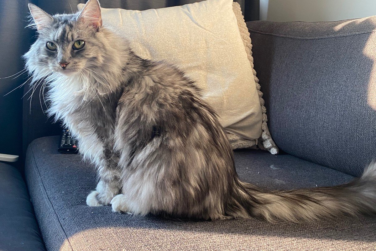 Muis