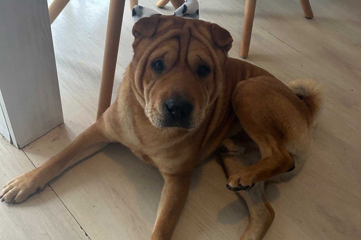Chow Chow