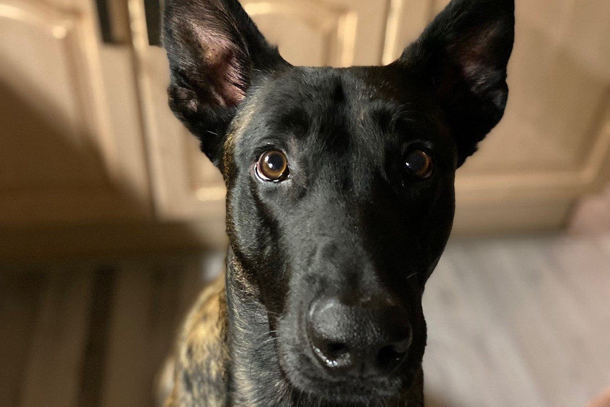 Mamba