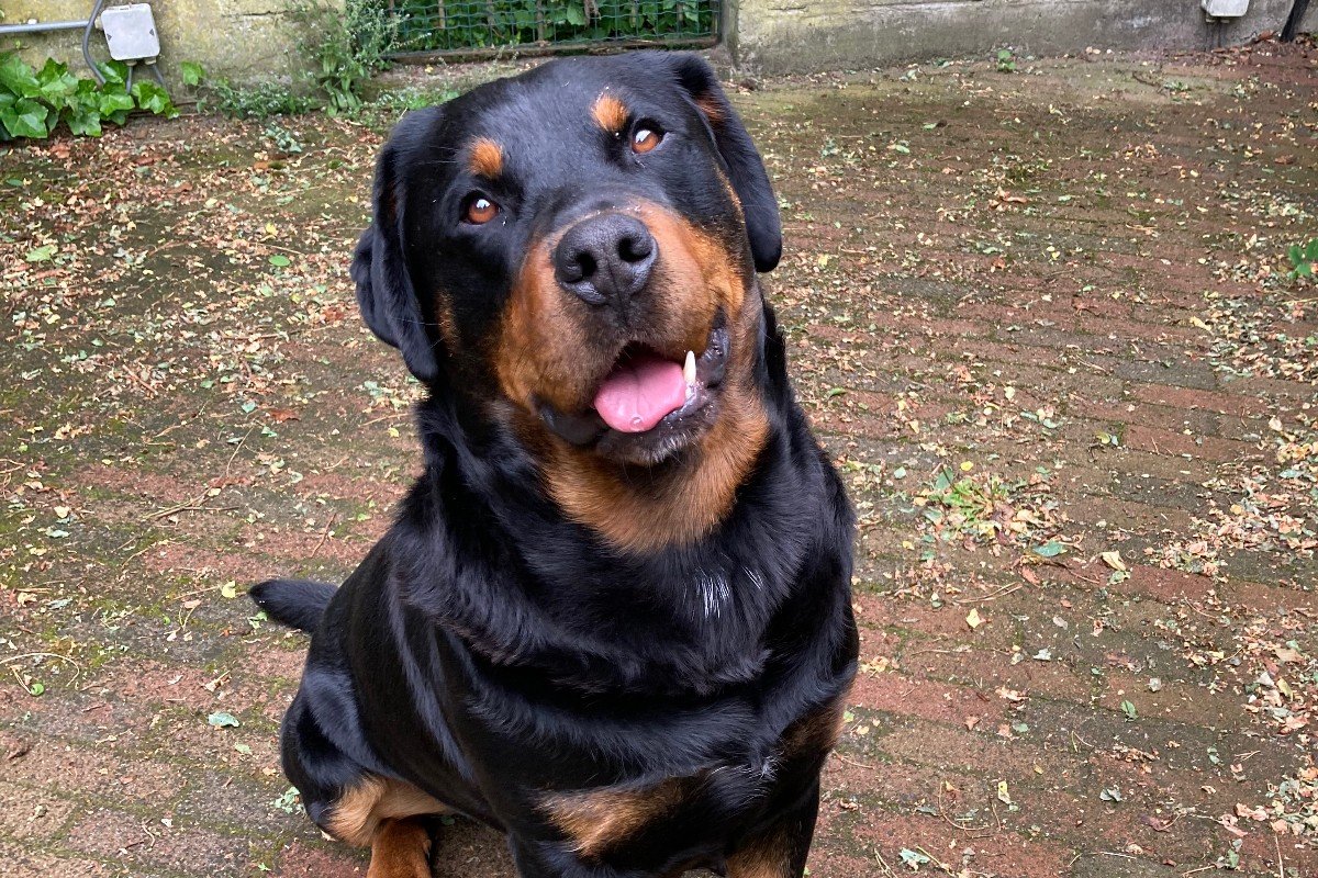 Vriend