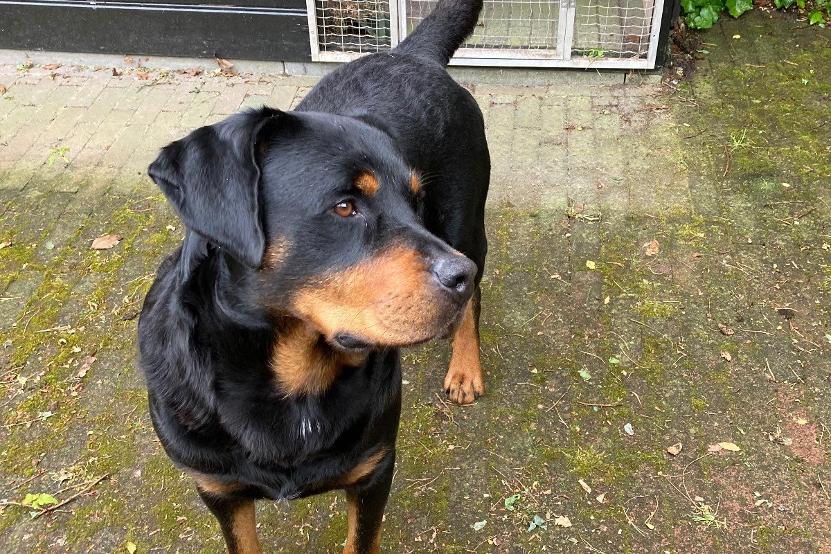 Vriend