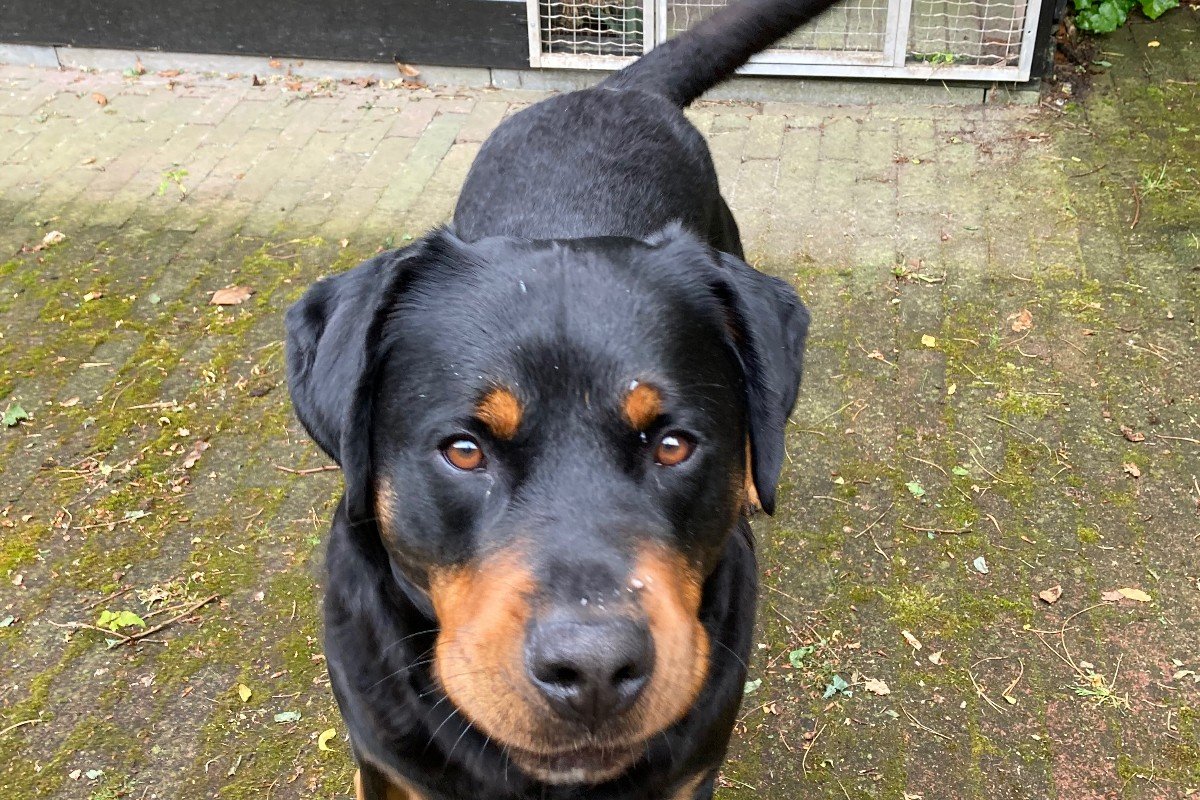 Vriend