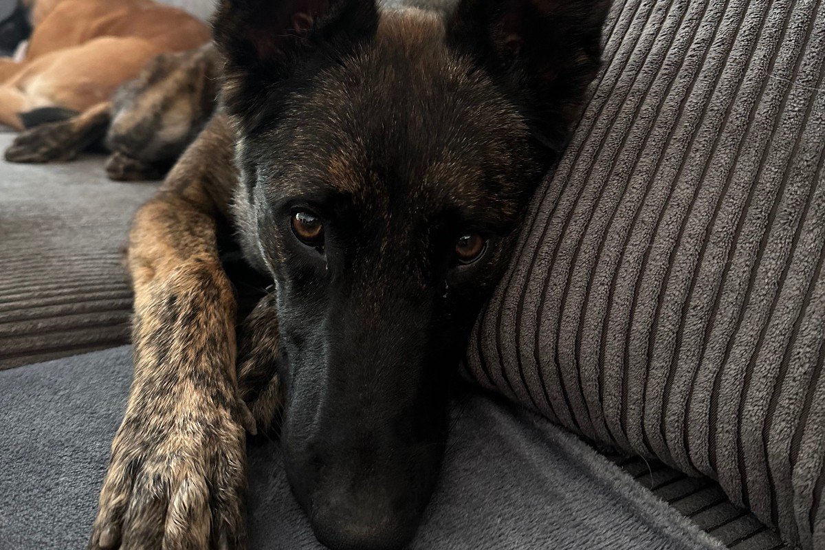 Lexie