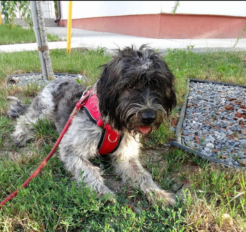 Pufi