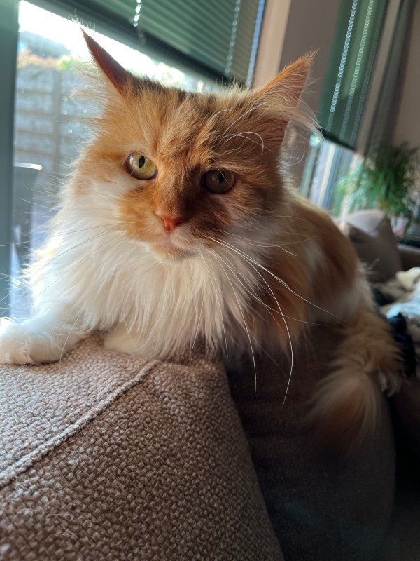 Gizmo