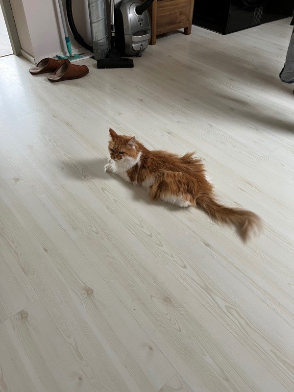 Gizmo