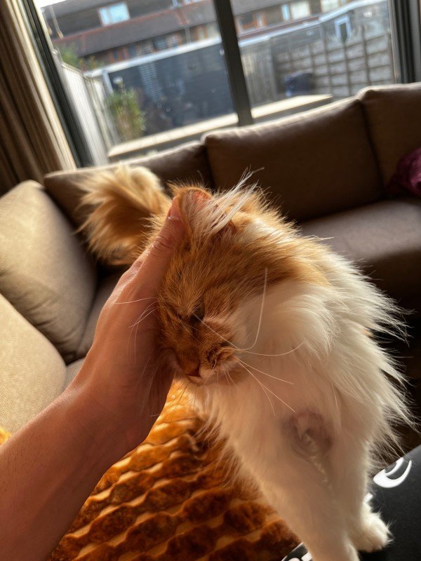 Gizmo