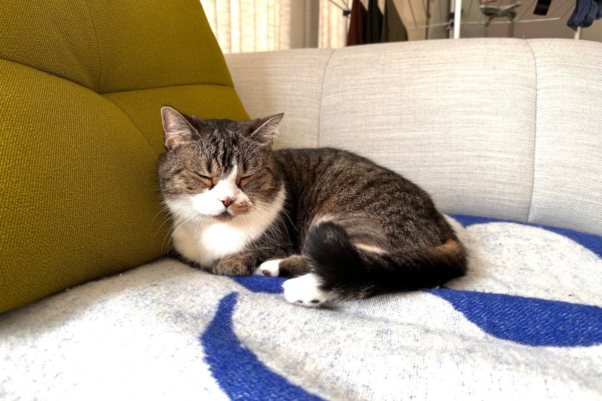 Mozzie