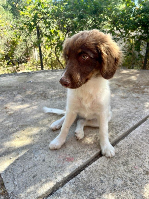 Jasper uit Griekenland