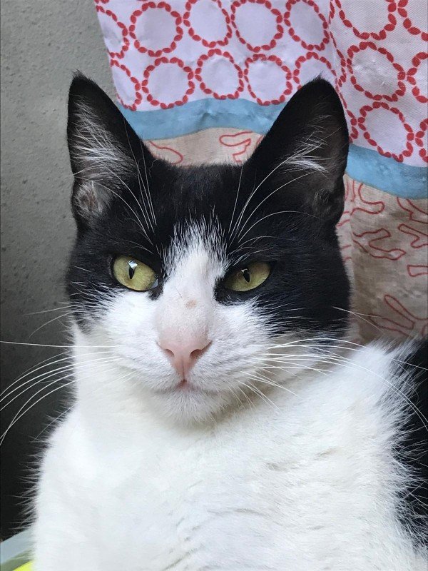 Amos