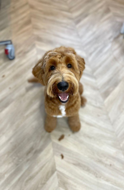 Woody