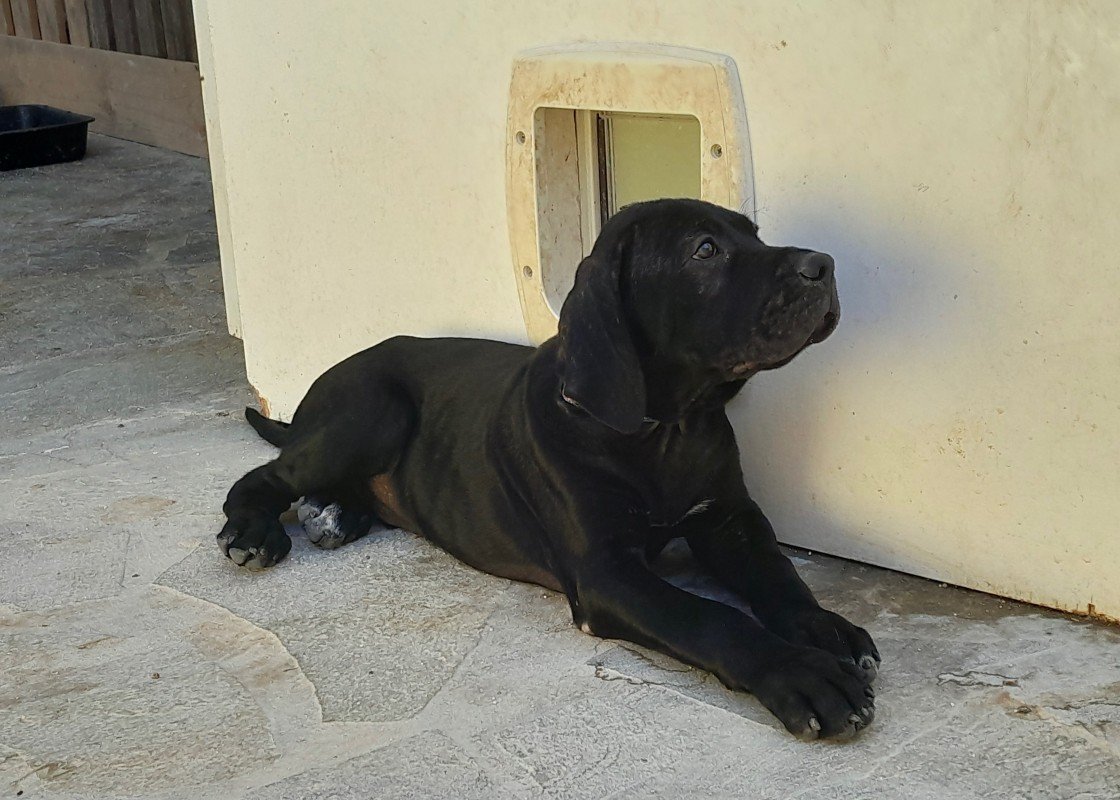 Cooper