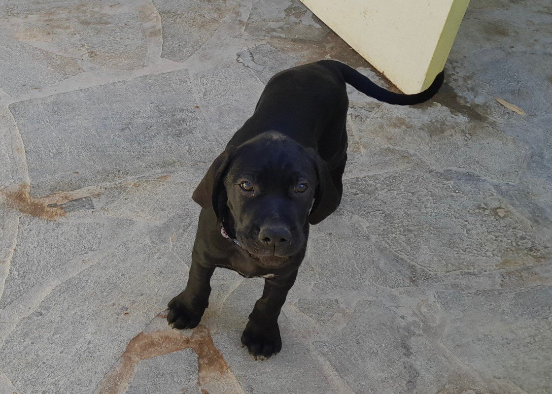 Cooper